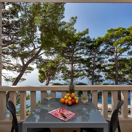 Pine Canopy And * ブレラ